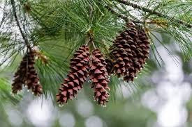 Ingredient Spotlight: Pine Tar